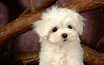 比熊犬