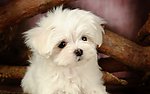 比熊犬