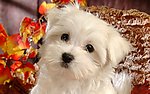 比熊犬