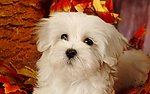 比熊犬