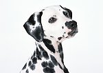 斑点狗