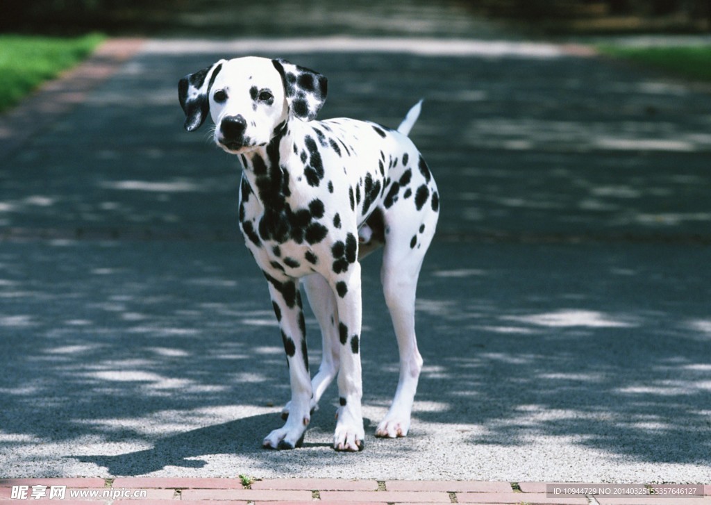 斑点狗