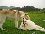 萨摩耶