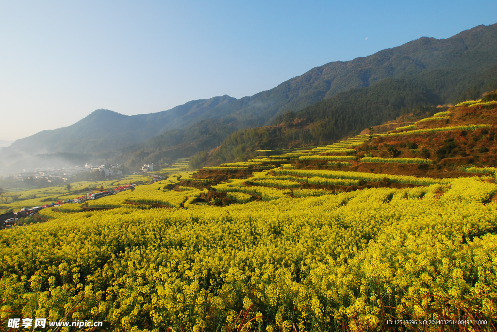 婺源油菜花
