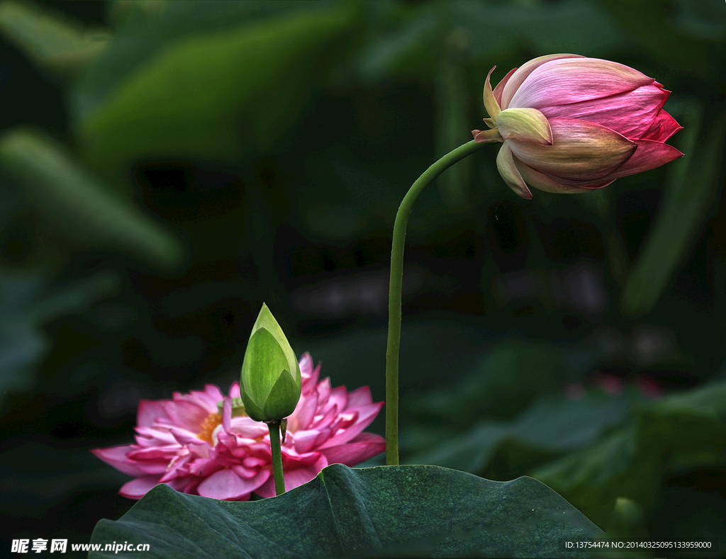 花苞