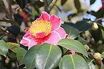 山茶