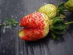 草莓