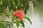 西湖花卉