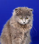 波斯猫