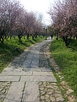 西溪湿地