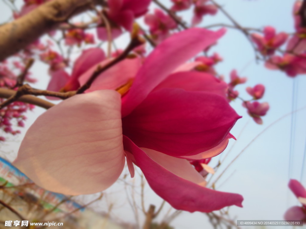 玉兰花开