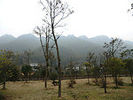 井冈山 树木