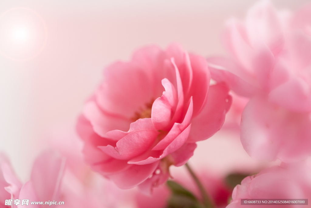 玫瑰花情人节玫瑰
