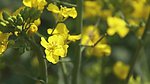 油菜花