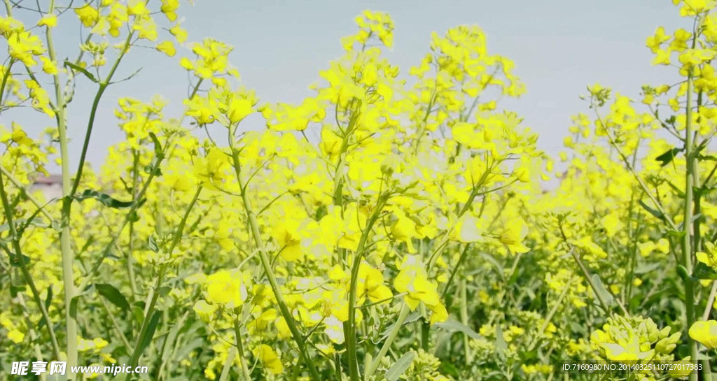 油菜花高清素材