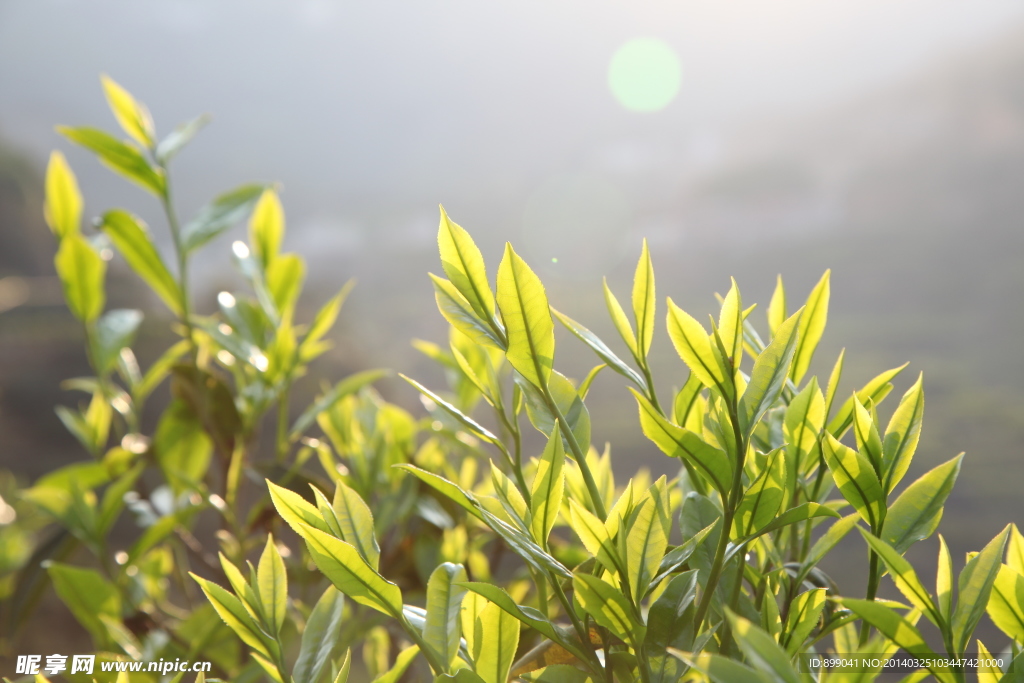 单丛茶芽