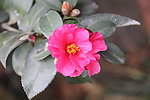茶花