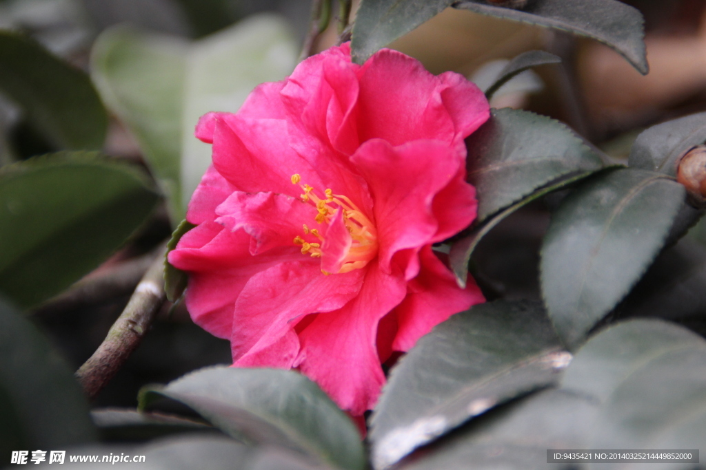 茶花