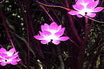 花灯