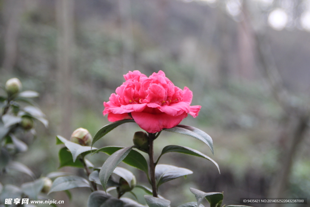 茶花