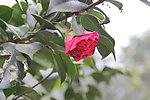 茶花
