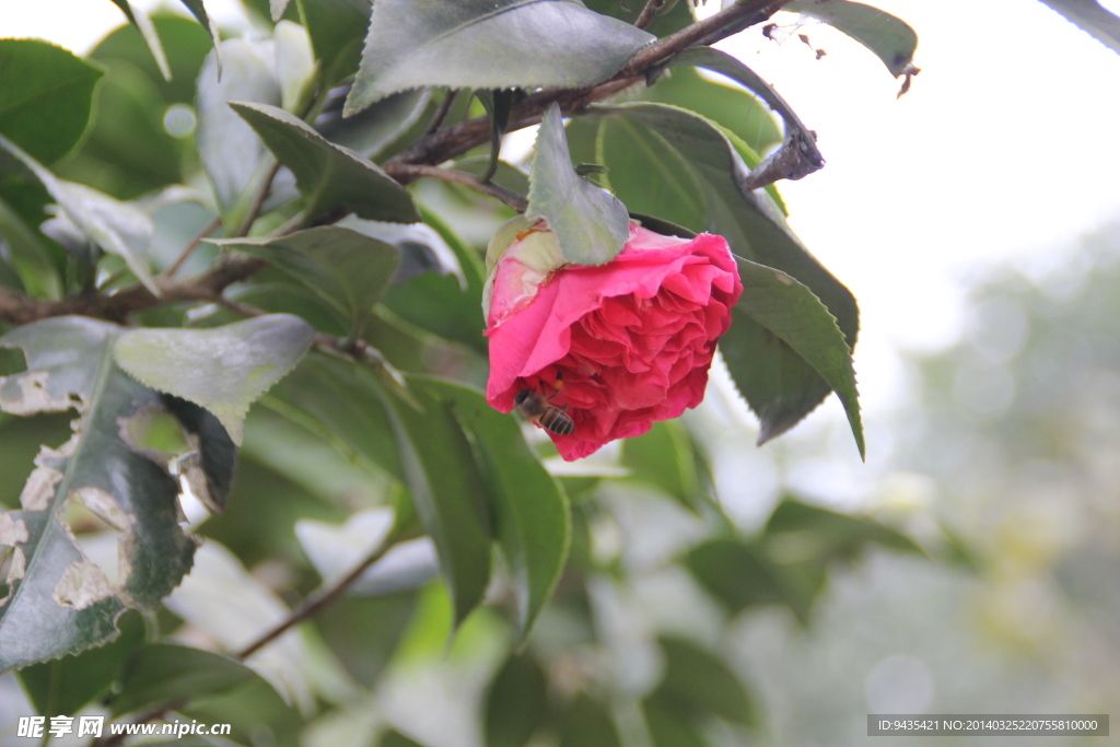茶花