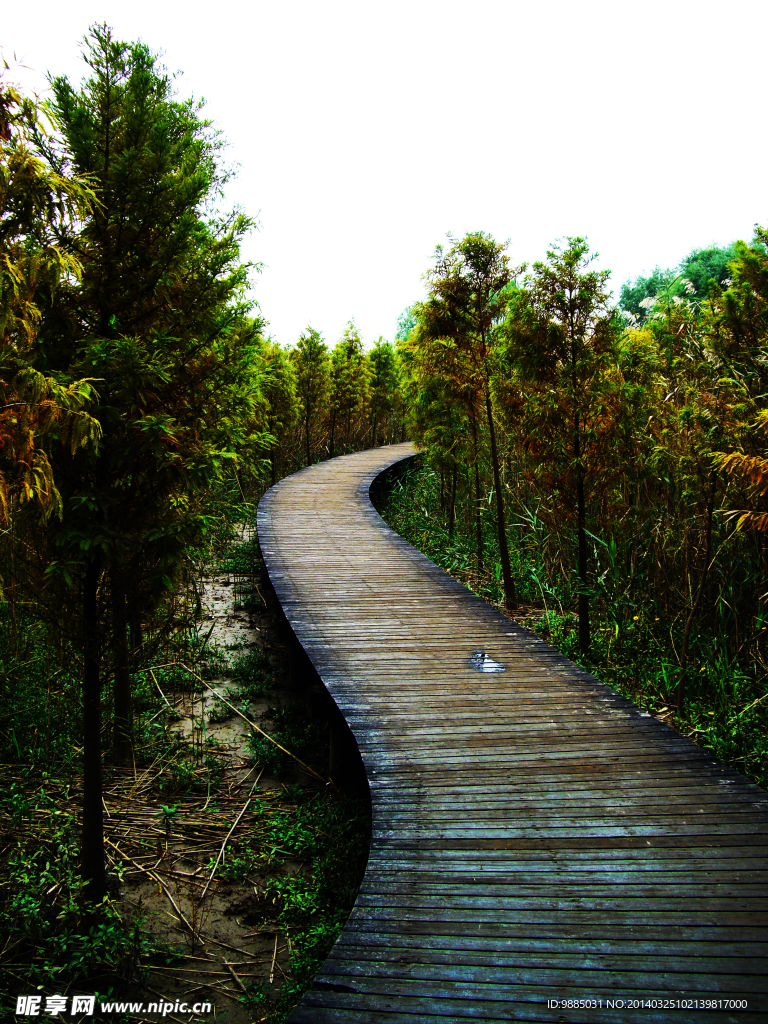 崇明东滩湿地