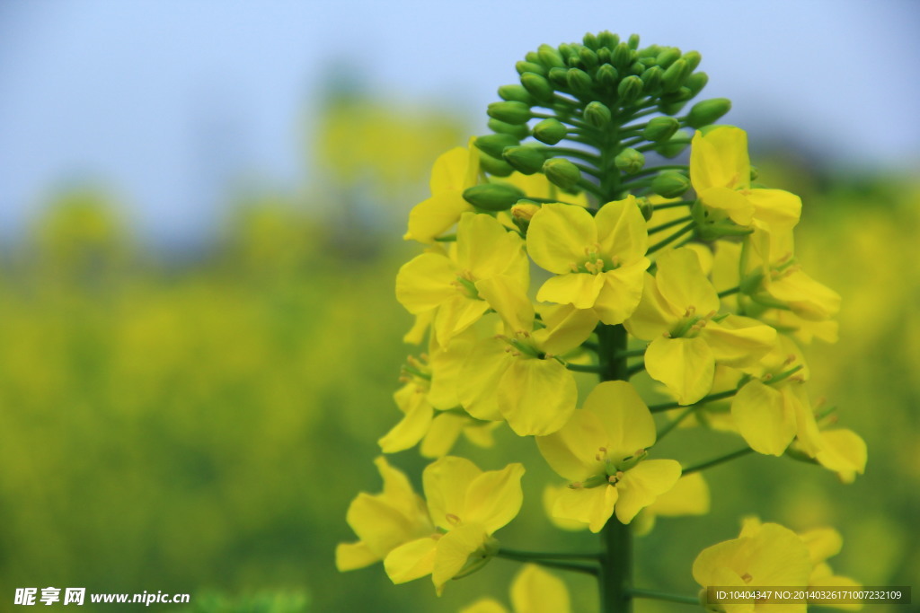 油菜花