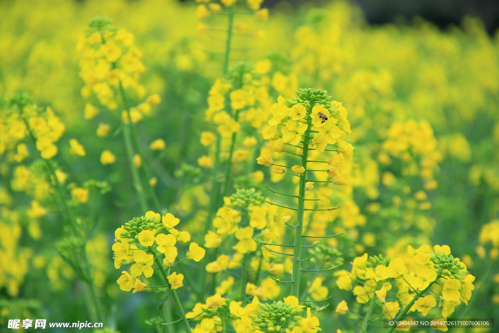 油菜花