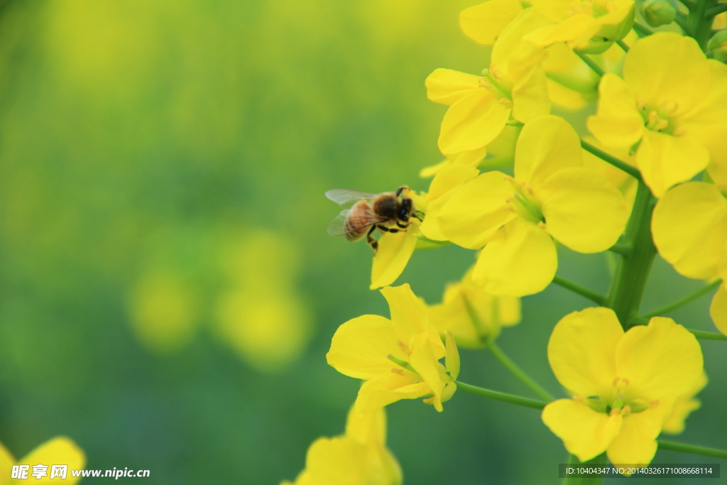 油菜花