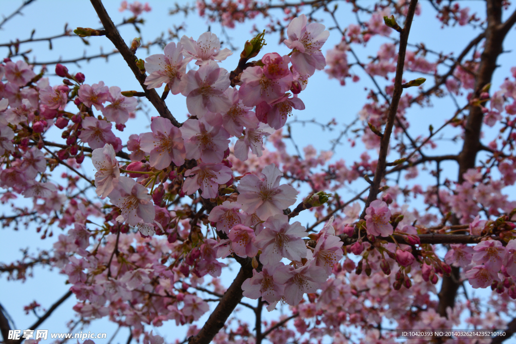粉色樱花