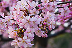 高清粉色樱花
