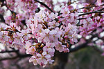 近景高清粉色樱花