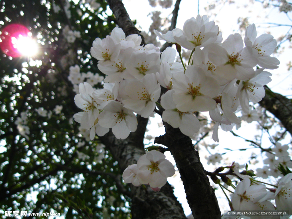 高清美丽樱花