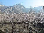 万岁峰春景