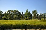 稻田