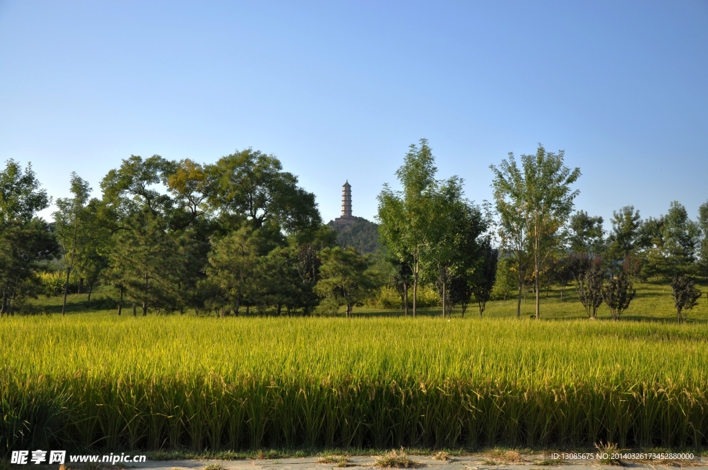 稻田