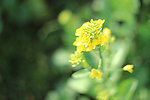 油菜花