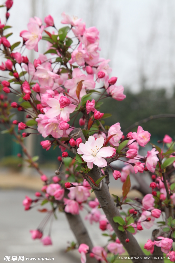 海棠花