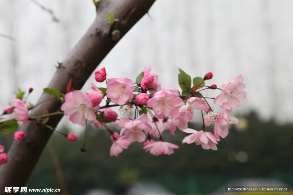 海棠花