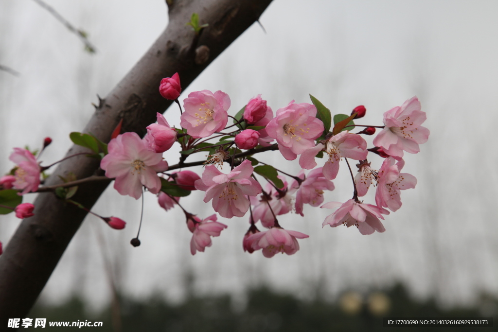 海棠花