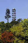 西樵山花卉