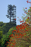 西樵山花卉