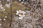 桃花一朵