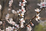 桃花三两枝