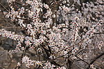 桃花烂漫