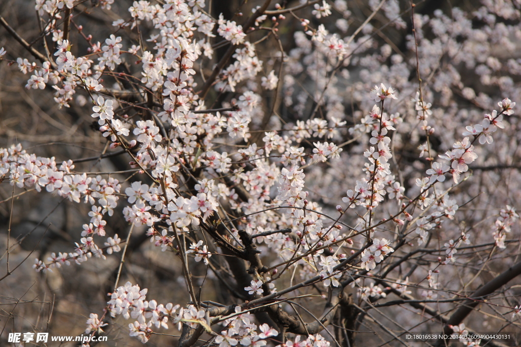 桃花烂漫