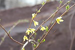 野花