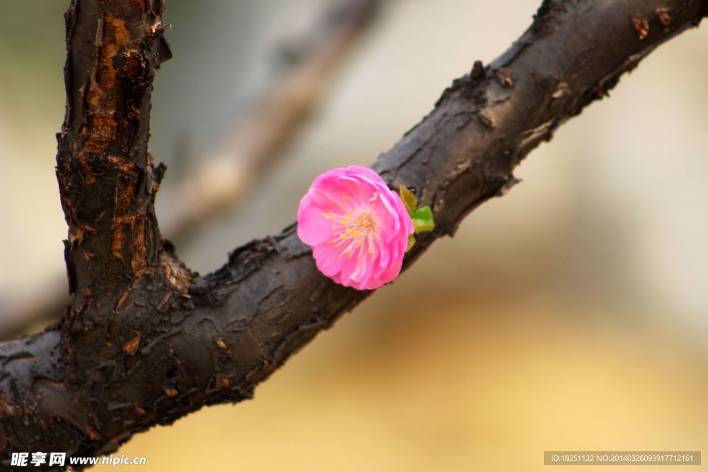 粉色榆叶梅单独的花朵