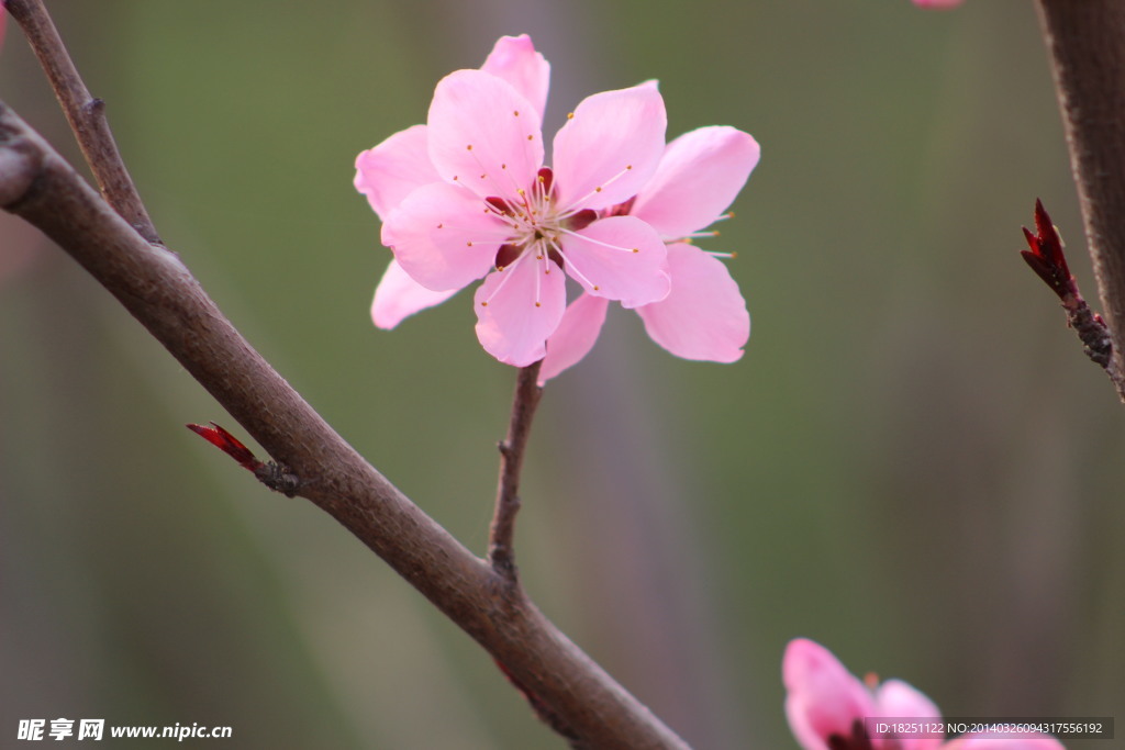 粉色五花瓣的桃花